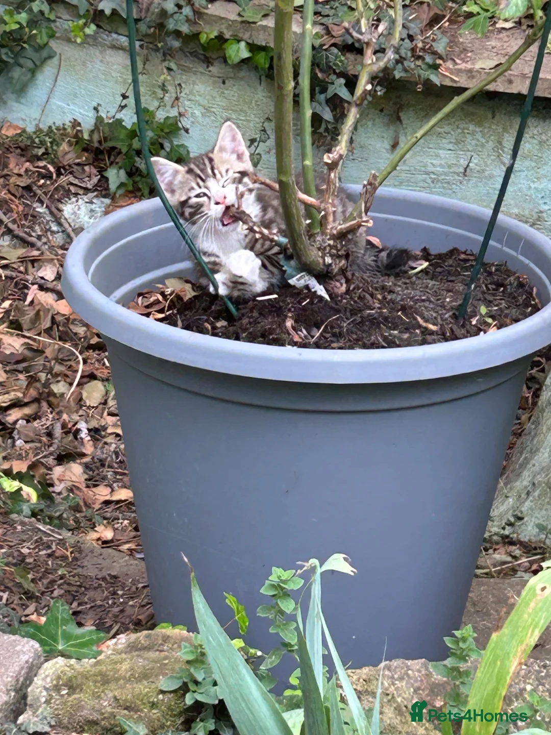 Mixed Breed cats for sale: Beautiful Kittens  - Advert 10
