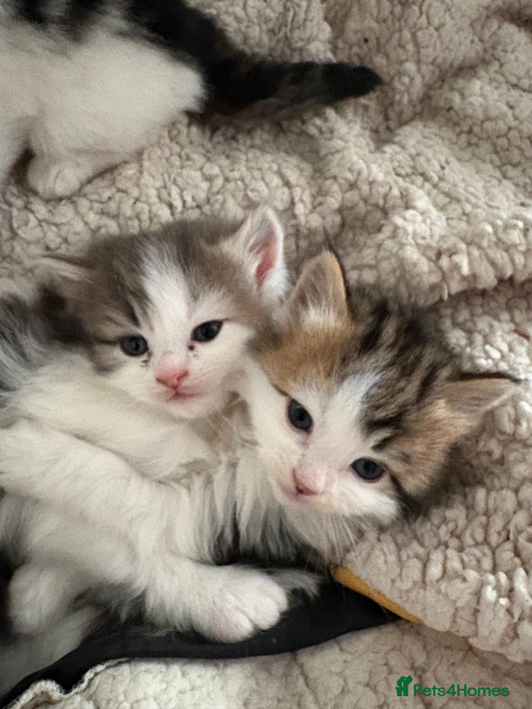 Mixed Breed cats for sale: 5 wee kittens needing homes. - Image 10