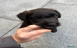 Patterdale Terrier dogs for sale: Chocolate Patterdale terriers  - Image 9