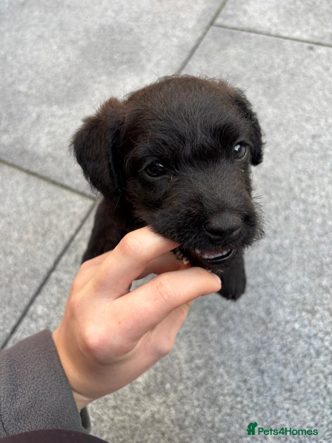 Patterdale Terrier dogs for sale: Chocolate Patterdale terriers  - Image 9