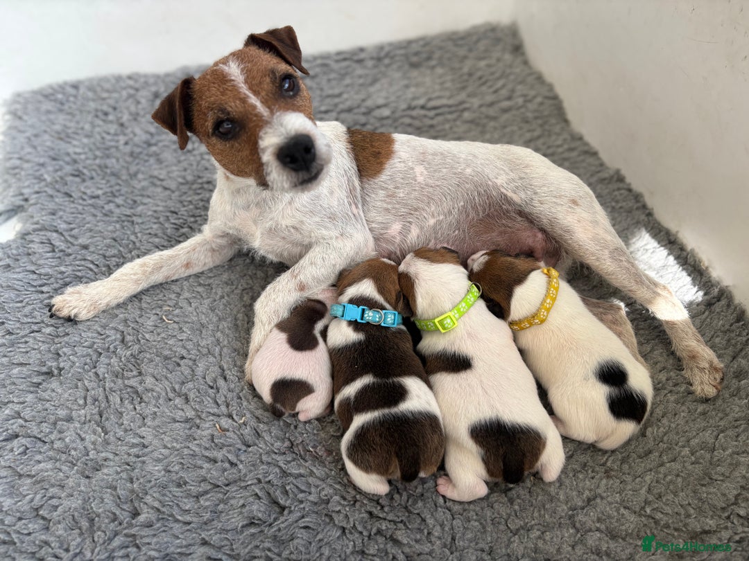 Jack Russell dogs for sale: Quality Jack Russell Puppies - Image 13