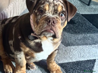 English Bulldog dogs 7 month old English Bulldog - Advert 1