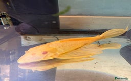 Plecos fish for sale: Large Albino Pleco - Image 2