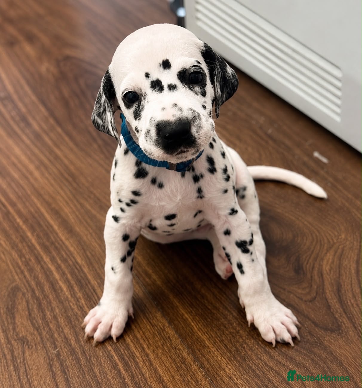 Dalmatian dogs Beautiful Dalmatian puppies - Advert 5