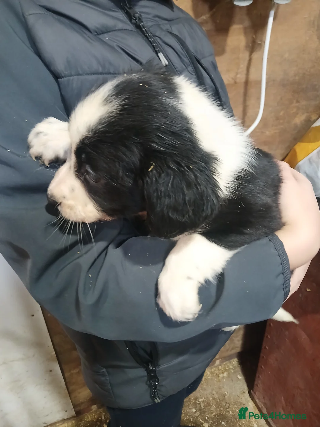 Sprollie dogs for sale: Sprollie Puppies - Advert 6