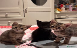 British Shorthair cats for sale: 3 kittens for sale - Image 3