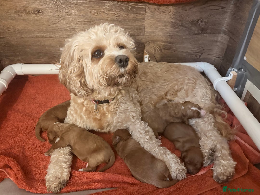 Cavapoo dogs for sale: Quality F1b Cavapoo Puppies. Raised in family home - Advert 7