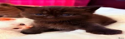 British Shorthair cats for sale: Champion British shorthair kittens very rare  - Advert 4