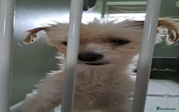 Mixed Breed dogs for adoption: Meet Snowy, currently residing in Crawley - Image 7