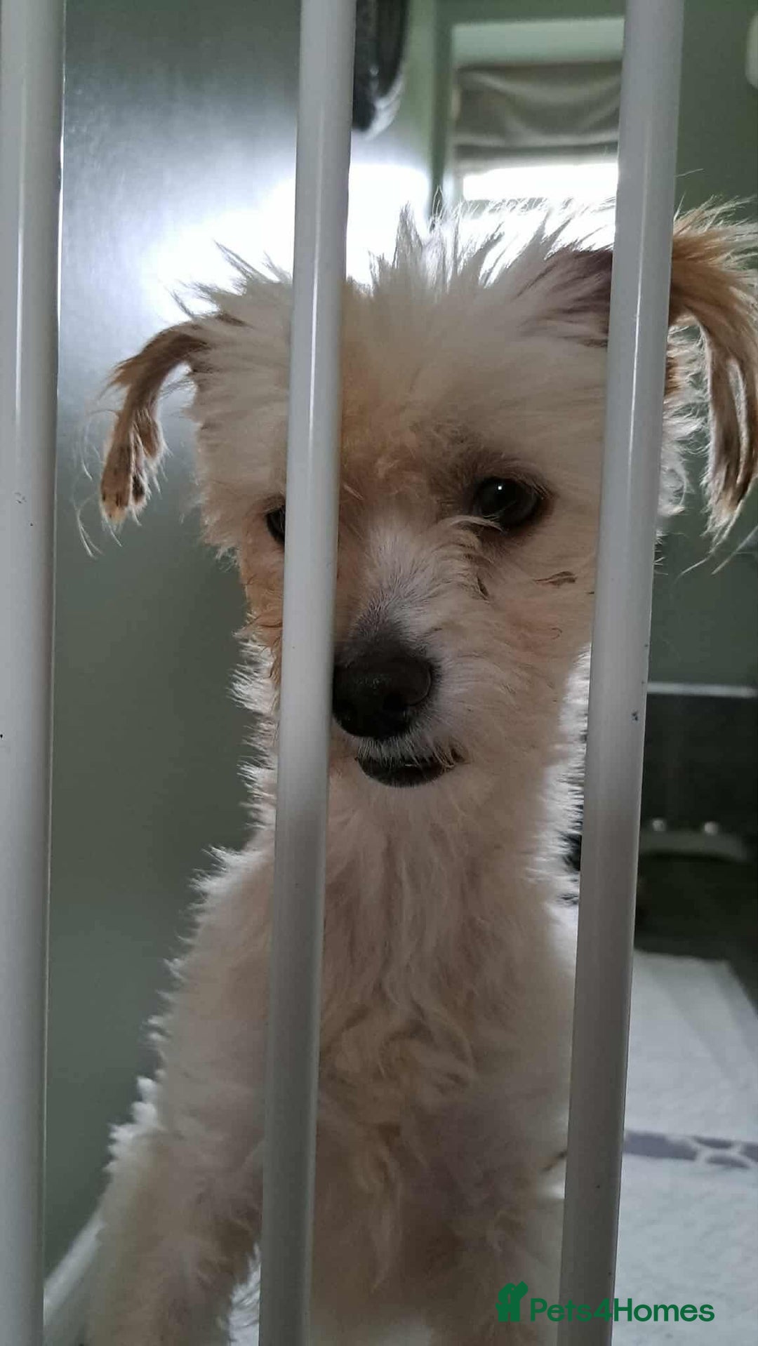 Mixed Breed dogs for adoption: Meet Snowy, currently residing in Crawley - Image 7