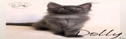 Maine Coon cats for sale: Gorgeous Solid Blue Maine Coon Kitten  - Advert 11