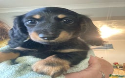 Miniature Dachshund dogs for sale: ADORABLE LONG-HAIRED MINIATURE DACHSHUND PUPPIES - Image 6