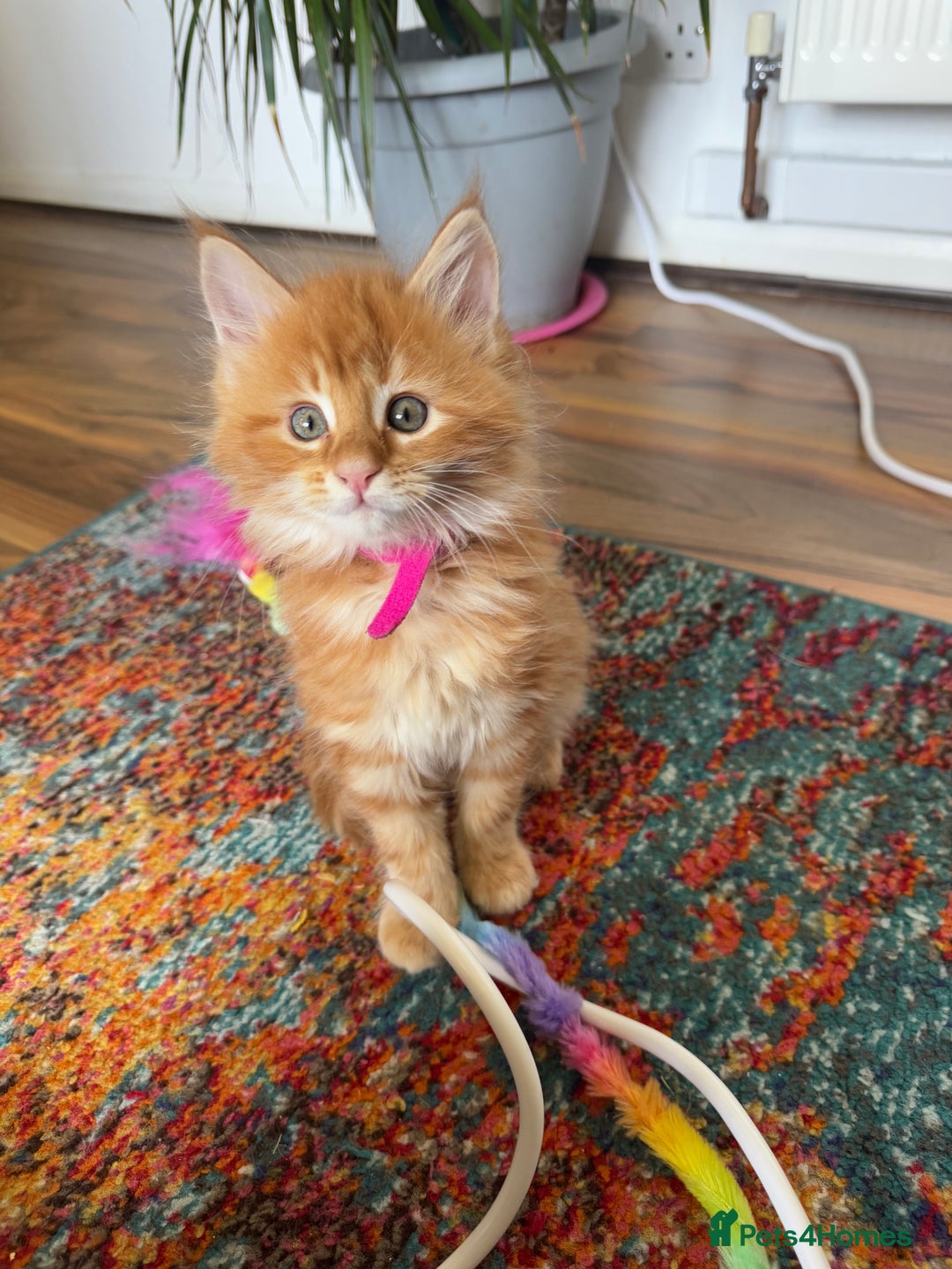 Maine Coon cats for sale: Cross Maine coon for sale  - Image 7