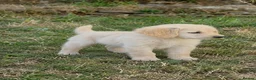 Golden Retriever dogs for sale:  Golden Retriever pups available  in London - Advert 2