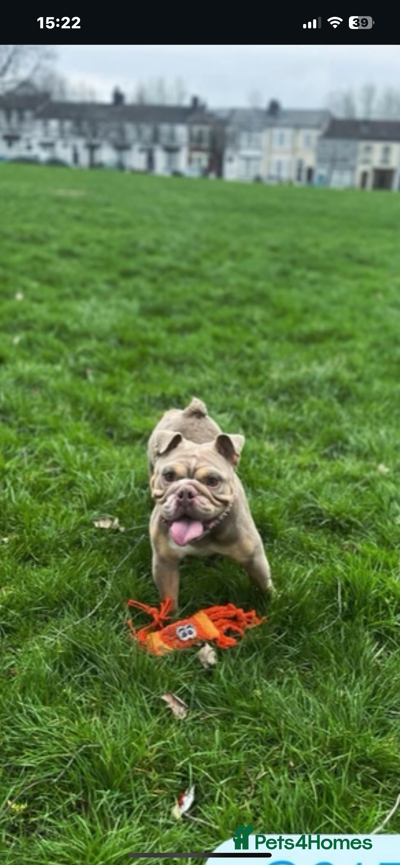 English Bulldog dogs 6 beautiful English bulldogs  - Advert 1