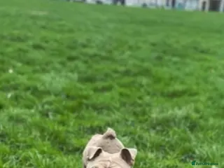 English Bulldog dogs 6 beautiful English bulldogs - Advert 1