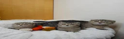 Scottish Fold cats for sale: Golden Tabby Kittens  - Advert 12