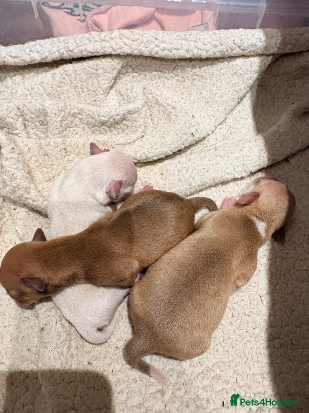 Chihuahua dogs for sale: Chihuahua puppies  in Liverpool - Advert 2