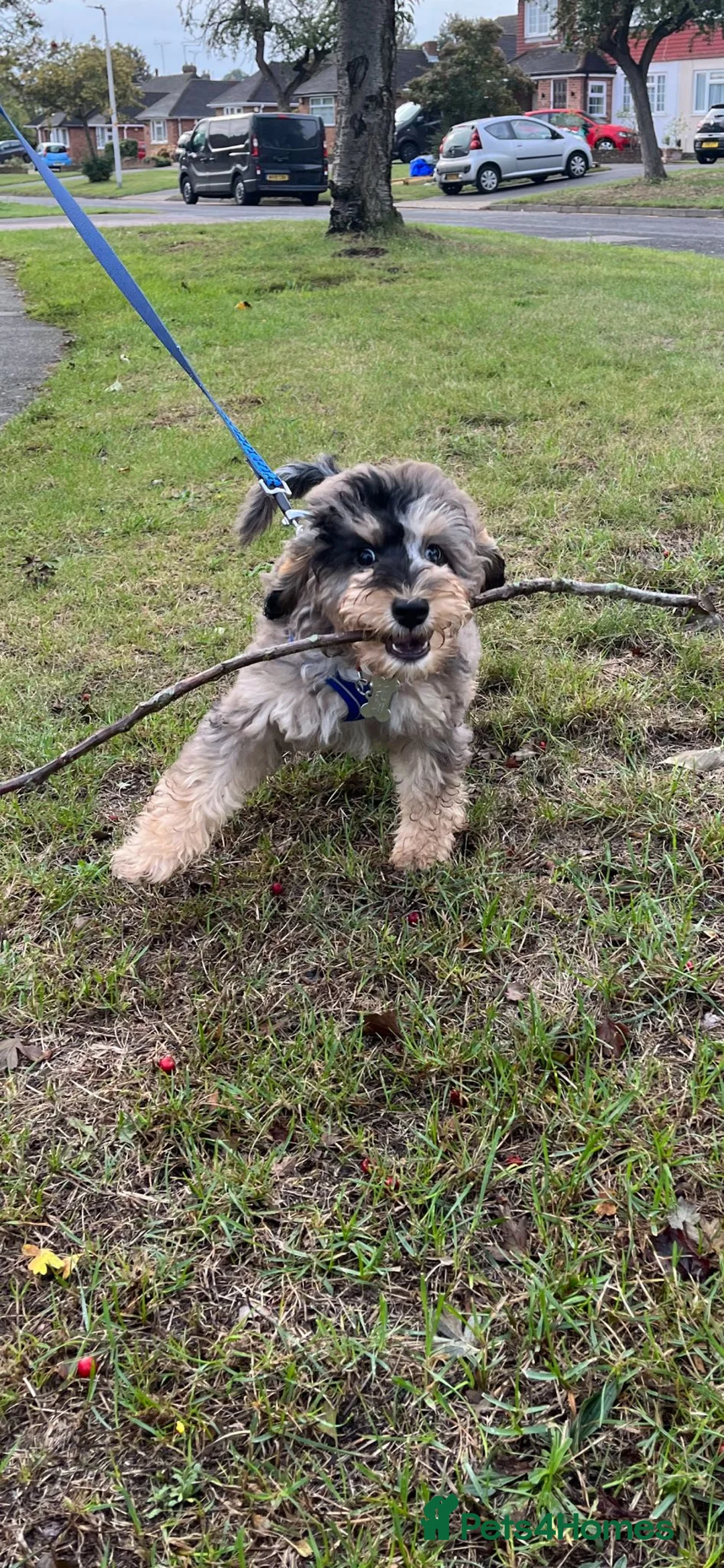 Miniature Poodle dogs for stud: Silver blue merle miniature poodle  in Canterbury - Advert 10