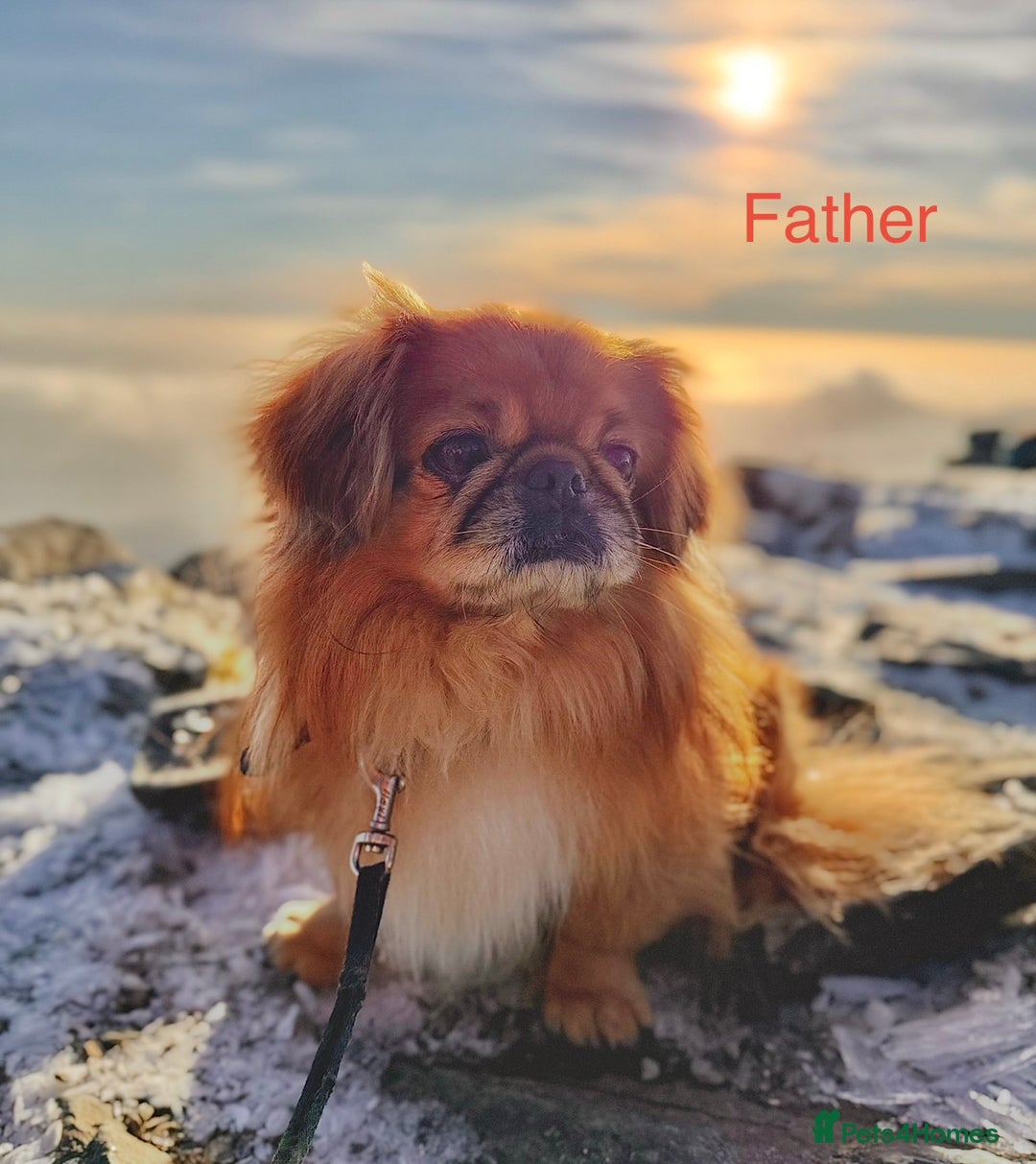 Pekingese dogs for sale: 🐾 Pekingese Puppies for Sale – 2 Girls & 1 Boy 🐾 - Advert 23