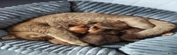 British Shorthair cats for sale: Stunning British short hair kittens - Advert 9