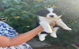Border Collie dogs for sale: Exceptional KC reg Border collie puppies - Image 4