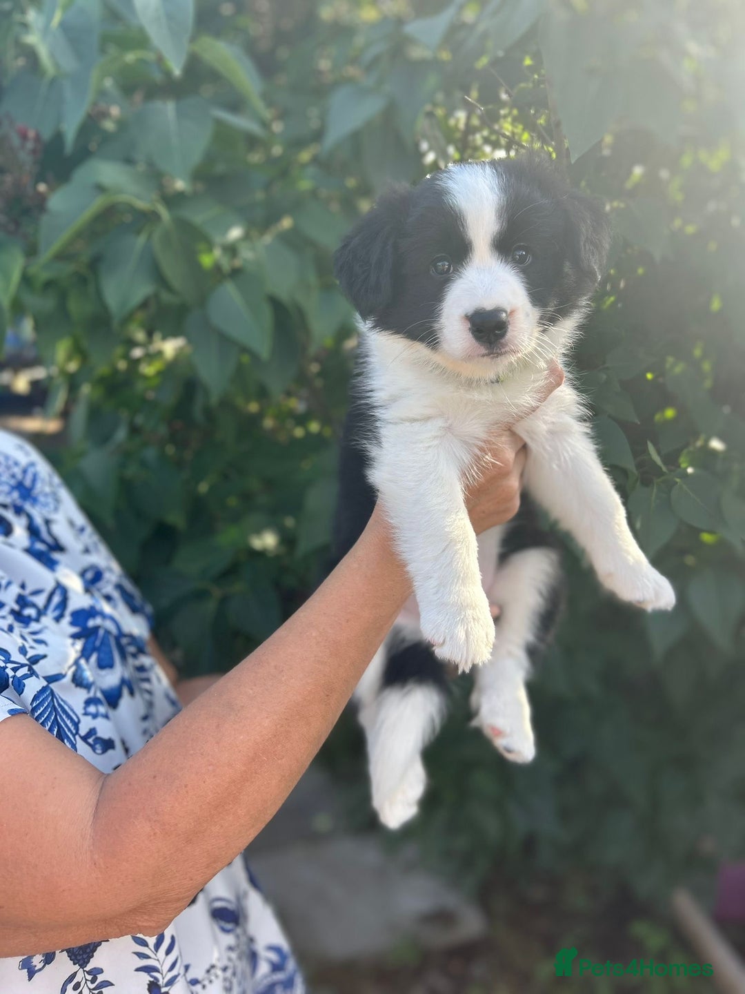 Border Collie dogs for sale: Exceptional KC reg Border collie puppies - Image 4