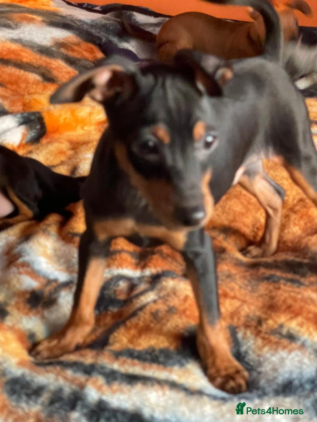 Miniature Pinscher dogs for sale: Beautiful Miniature Pinscher . - Advert 26