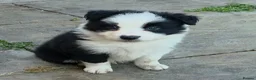 Border Collie dogs for sale: Bossman - Advert 1