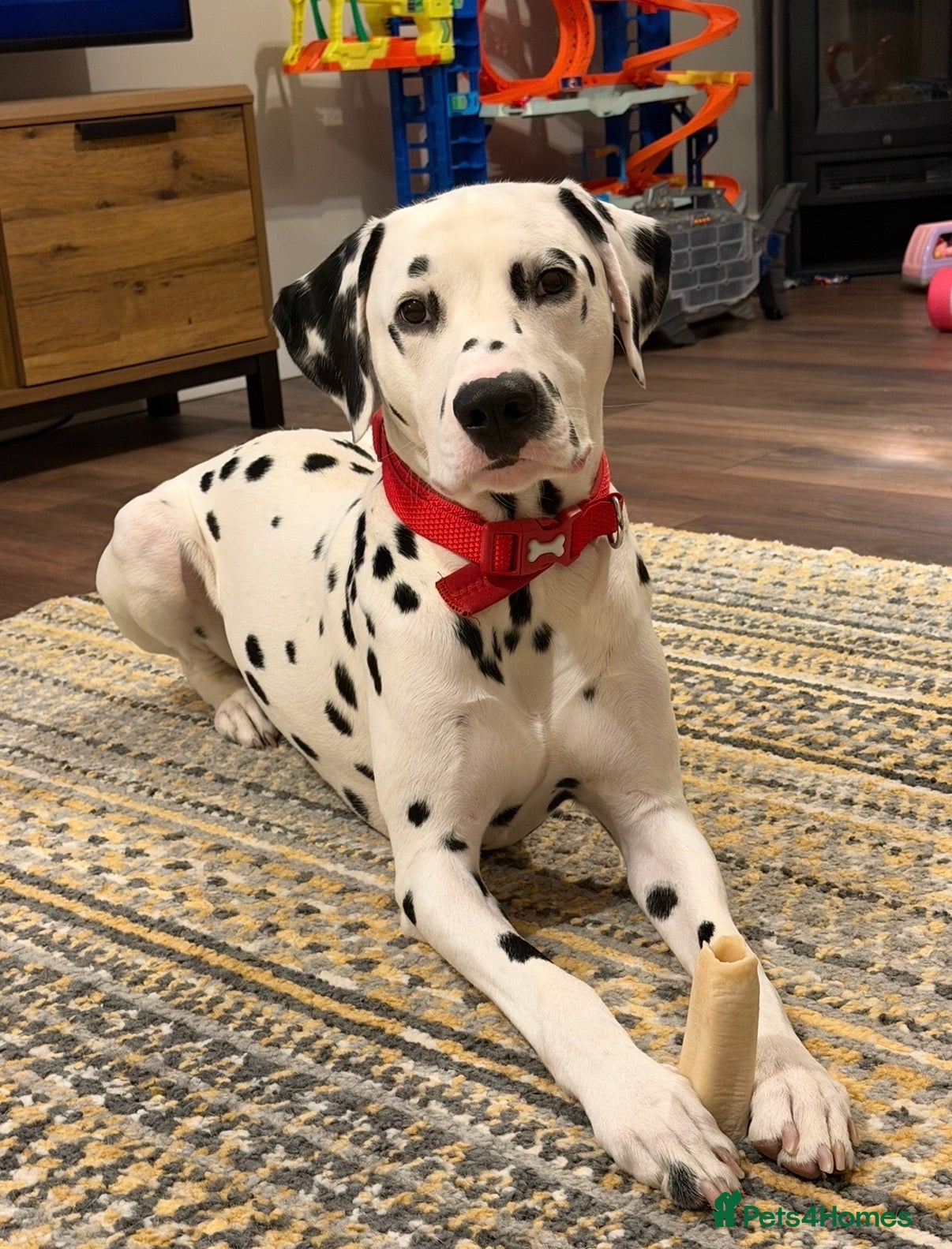 Dalmatian dogs FOR STUD - Advert 2