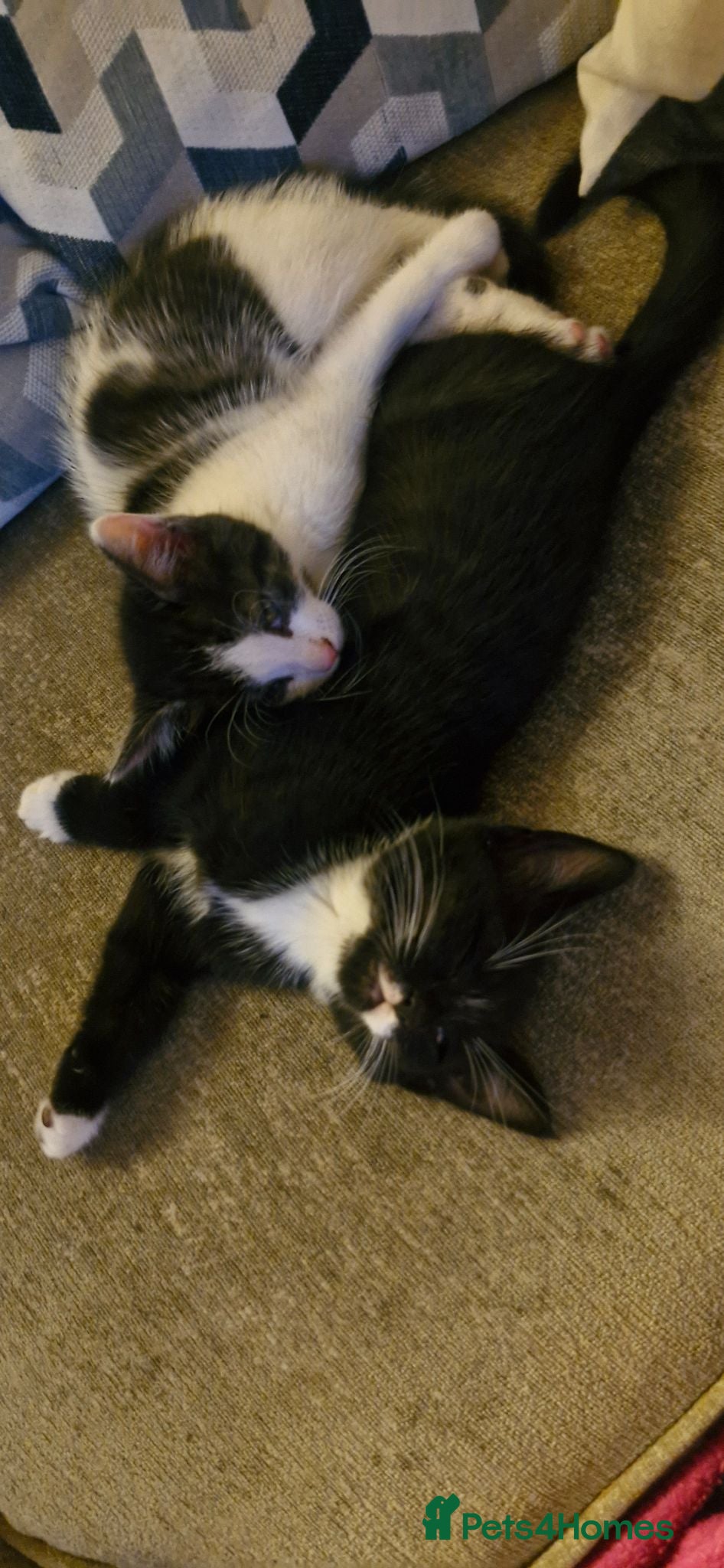 Mixed Breed cats 2 kitten  - Advert 1