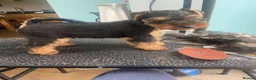 Welsh Terrier dogs for sale: KC registered, Stunning Welsh Terrier Pups in Barnoldswick - Advert 8