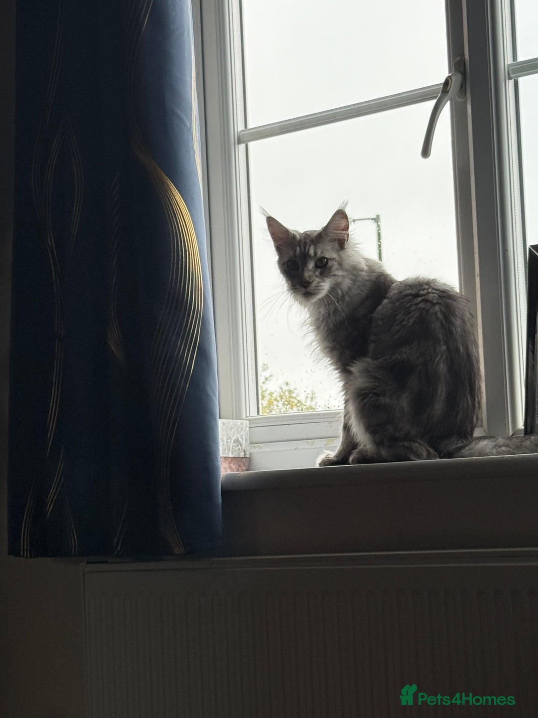 Maine Coon cats for sale: 🐾 Gorgeous Active Maine Coon Cat for Sale 🐾 - Image 4