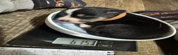 Border Collie dogs for sale: 7 tri color short hair collies from working parent in Hexham - Advert 4
