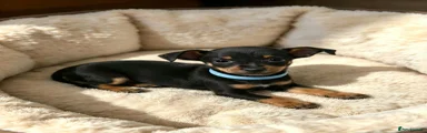 Miniature Pinscher 1