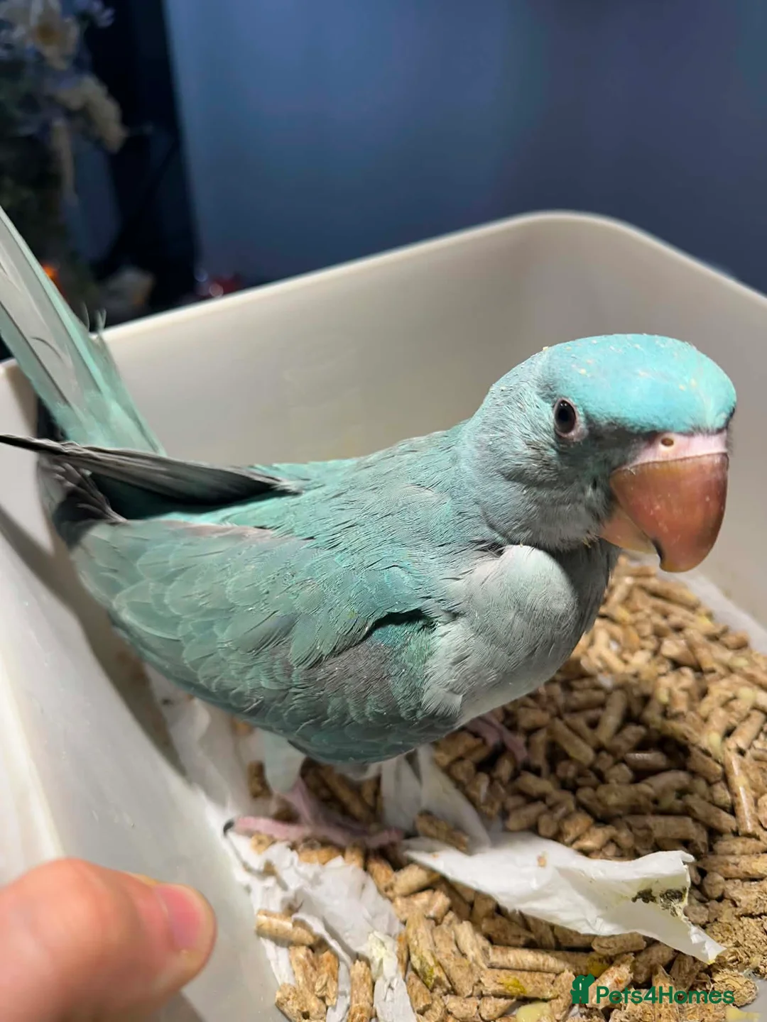 Parrots birds for sale: blue alexandrines  in Dudley - Advert 1