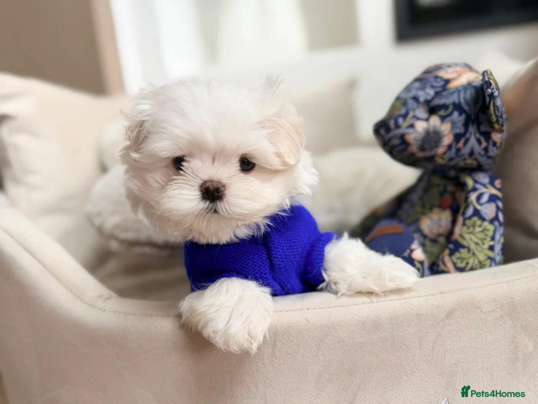 Maltese dogs for sale: Bambelina Full Korean Bloodline Maltese - Advert 7