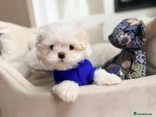 Maltese dogs Bambelina Full Korean Bloodline Maltese - Advert 4