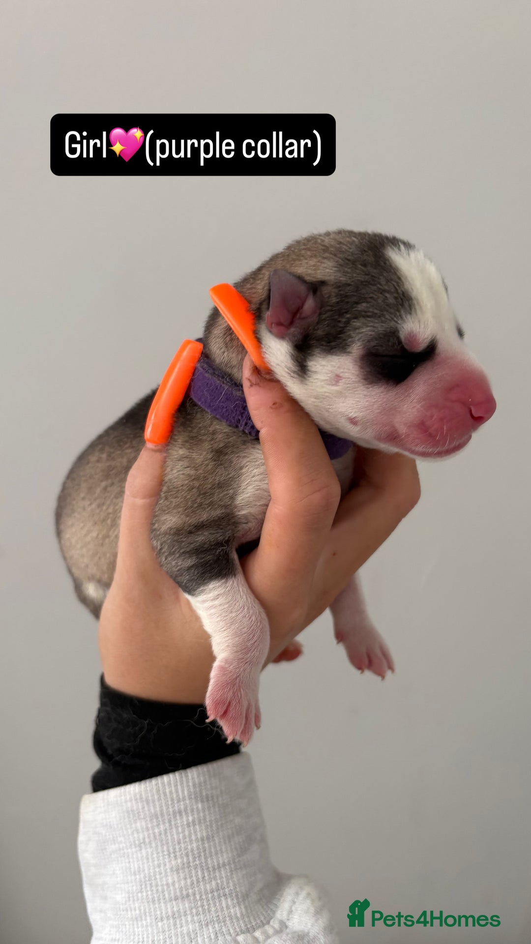 Siberian Husky dogs for sale: Husky puppies - Image 9