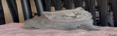 British Shorthair 2
