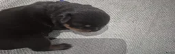 Rottweiler dogs for sale: RKC Registered Traditional Rottweiler Puppies  - Advert 6