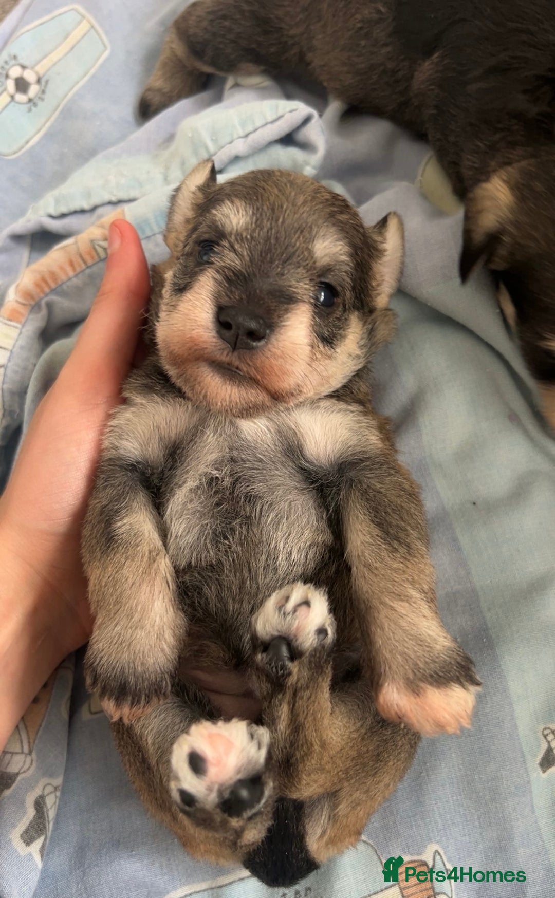 Miniature Schnauzer dogs for sale: KC reg mini schnauzer girl pup🩷  - Image 4