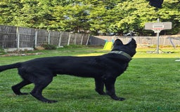 German Shepherd dogs for stud: PROVEN- BLACK-GERMAN SHEPHERD AVAILABLE FOR STUD in Walsall - Image 19