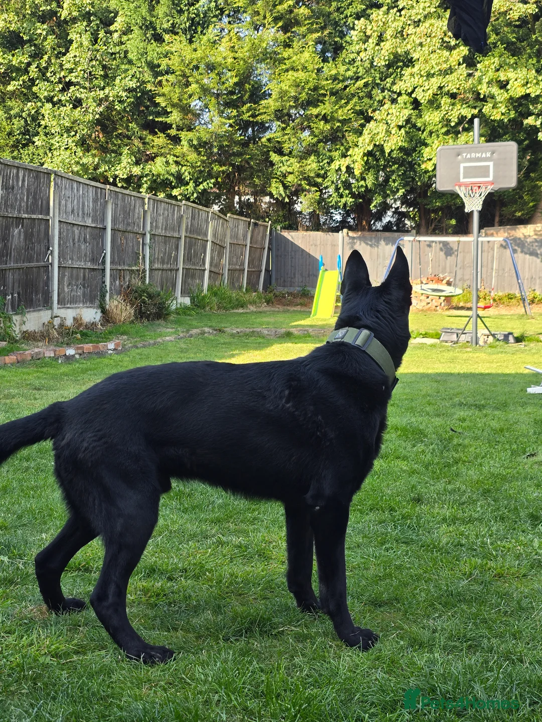 German Shepherd dogs for stud: PROVEN- BLACK-GERMAN SHEPHERD AVAILABLE FOR STUD in Walsall - Advert 19