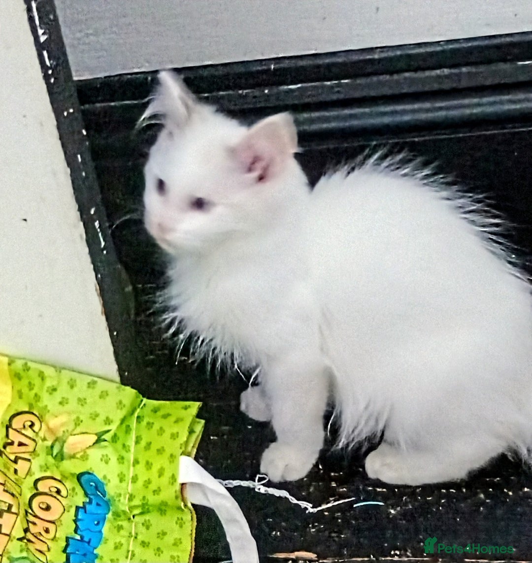 Ragdoll cats for sale: Pedigree Ragdolls for sale £495 - Image 14