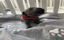 Staffordshire Bull Terrier dogs for sale: KC registered Blue Staffordshire bull terrier’s  in Colchester - Image 4
