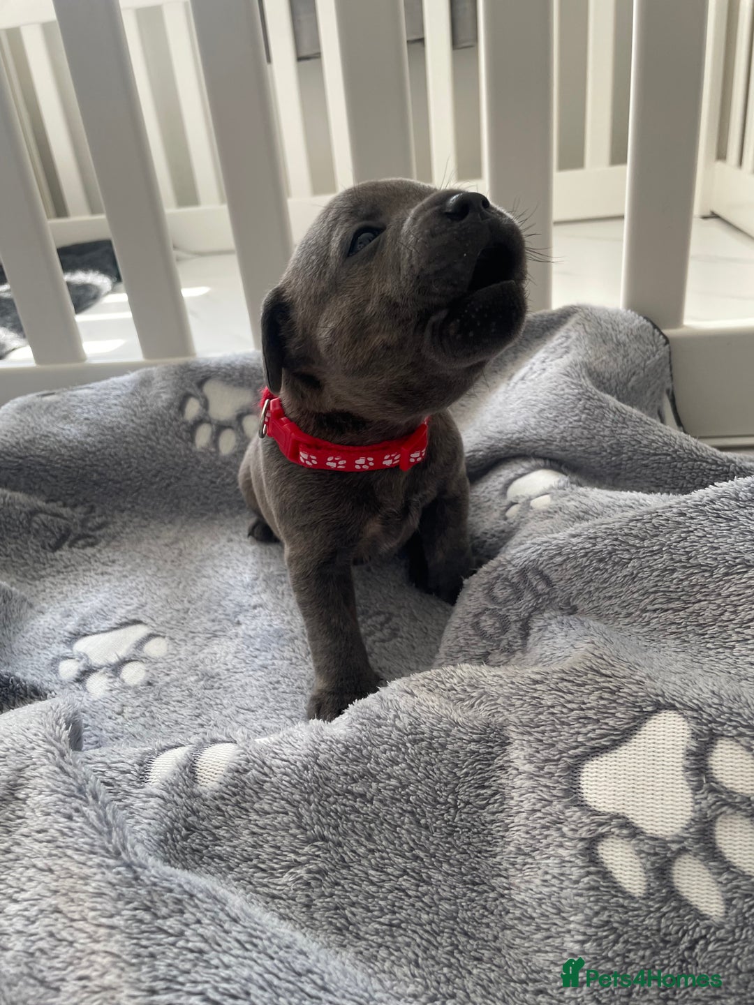 Staffordshire Bull Terrier dogs for sale: KC registered Blue Staffordshire bull terrier’s  in Colchester - Image 4