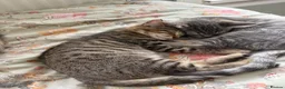Mixed Breed cats for sale: 1 boy kitten  - Advert 4