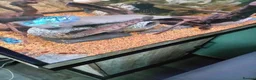Cichlids fish for sale: plecos, electric blu Dempsey, emp snakehead,Oscars - Advert 4