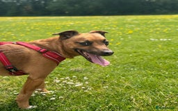 Mixed Breed dogs for sale: Loving jack looking for new home - Image 3